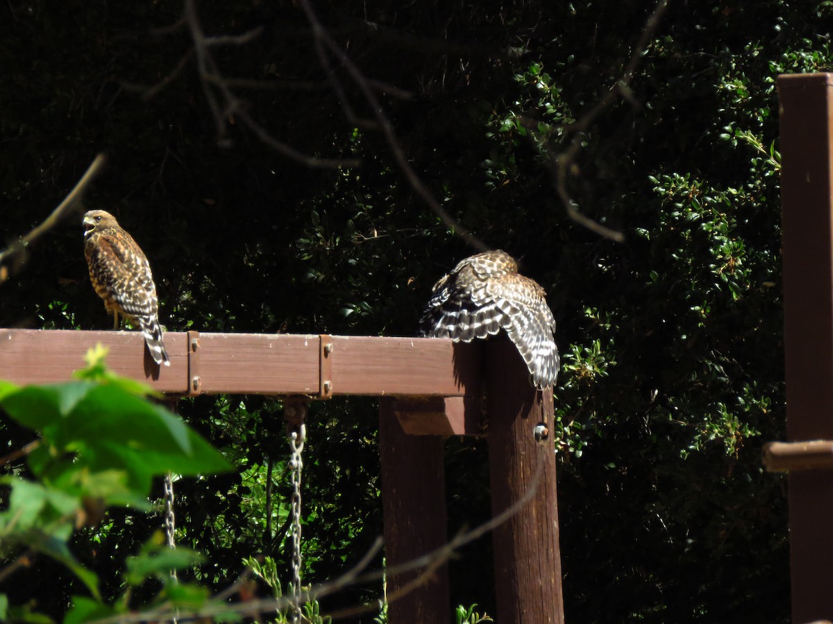 Red-shouldered Hawk - ML621483185