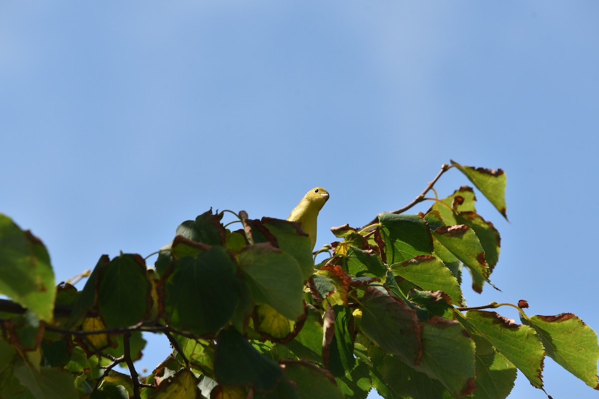 Yellow Warbler - ML621483312
