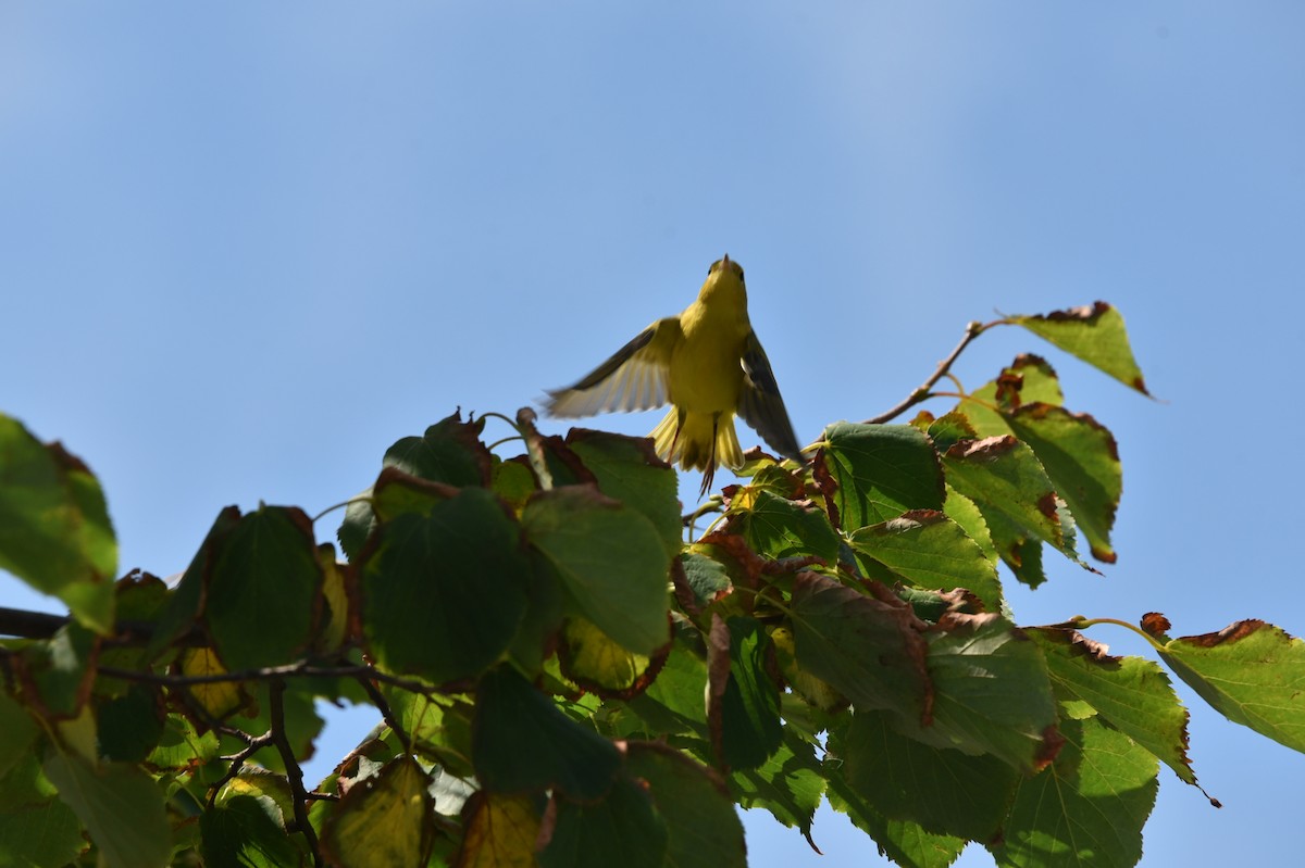 Yellow Warbler - ML621483315