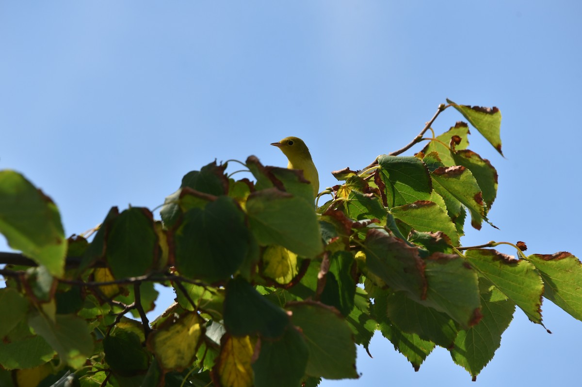 Yellow Warbler - ML621483330