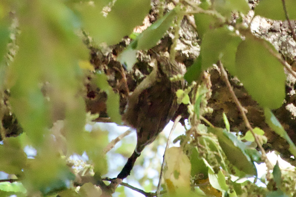 Short-toed Treecreeper - ML621483351