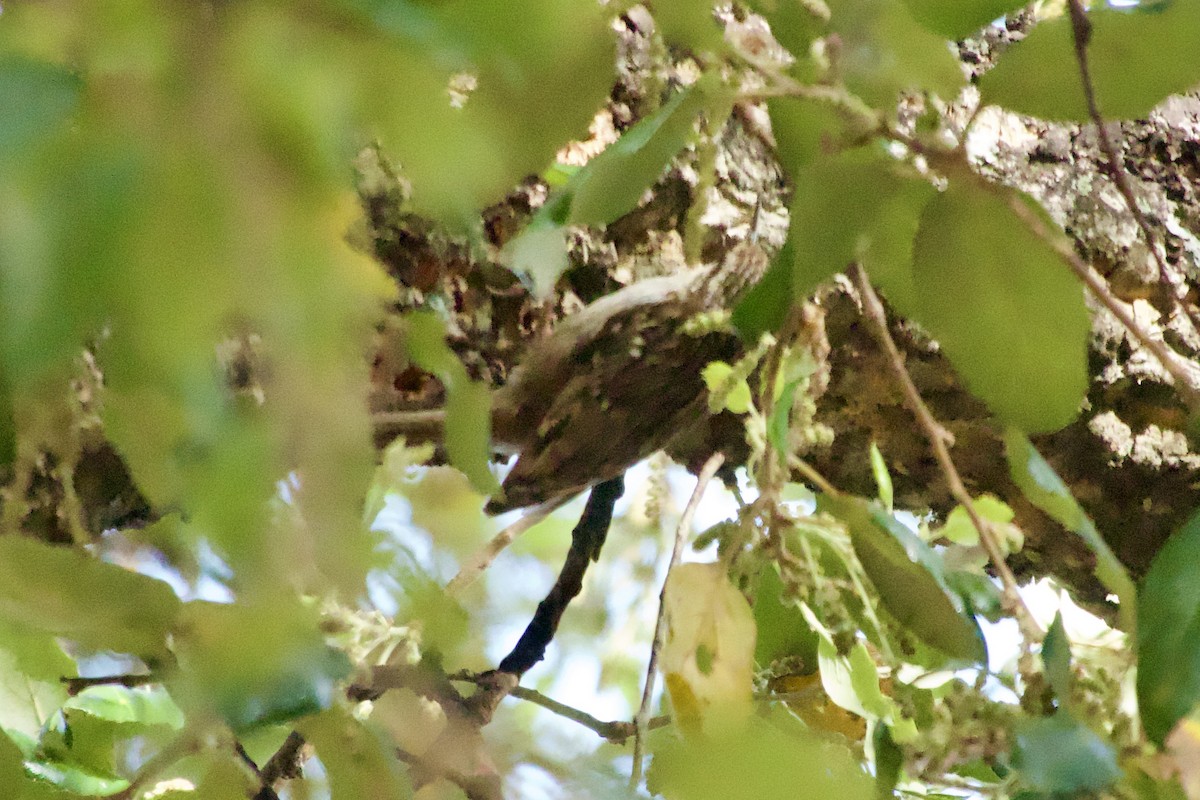 Short-toed Treecreeper - ML621483403