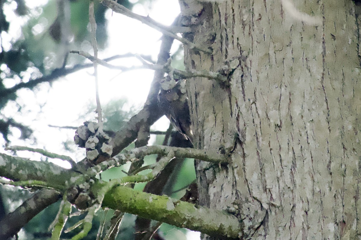 Short-toed Treecreeper - ML621483414