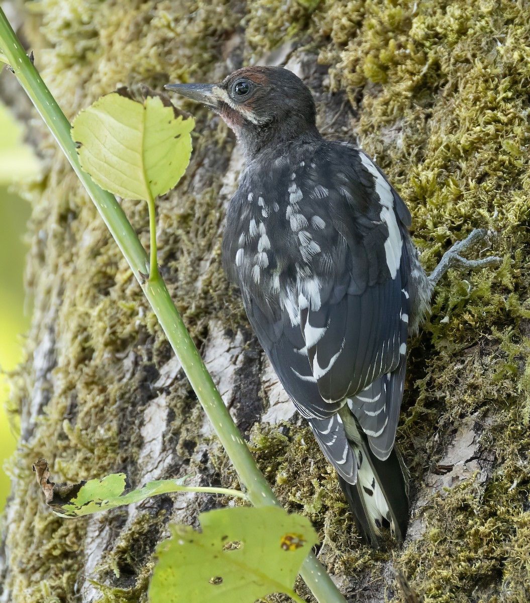 Red-breasted Sapsucker - ML621483439