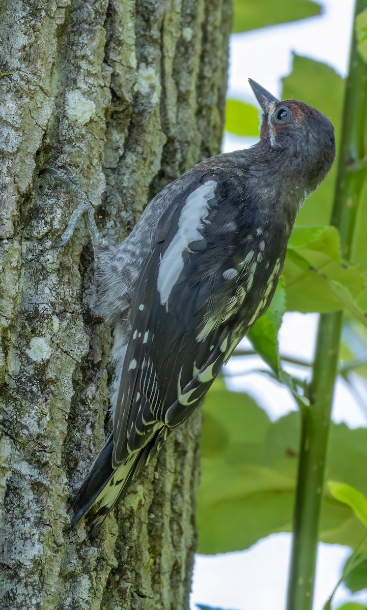 Red-breasted Sapsucker - ML621483440