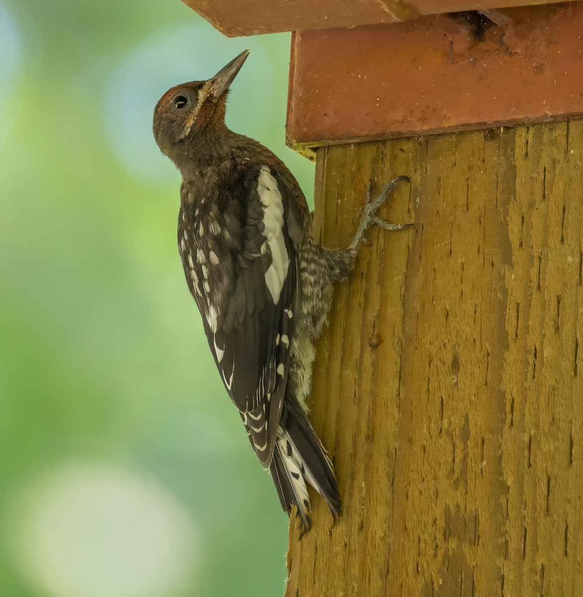 Red-breasted Sapsucker - ML621483441