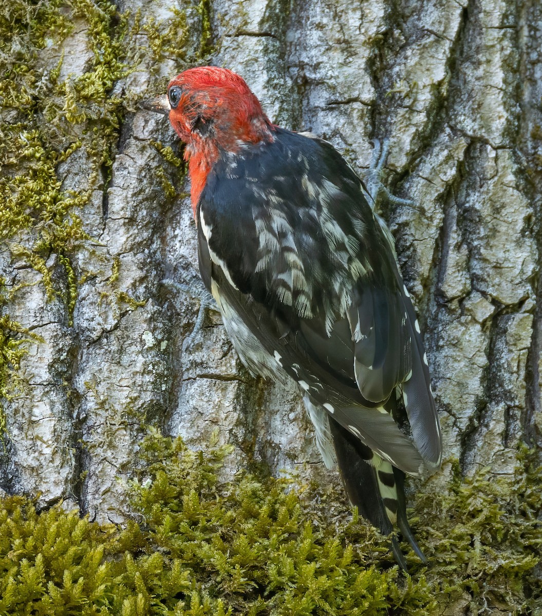 Red-breasted Sapsucker - ML621483442