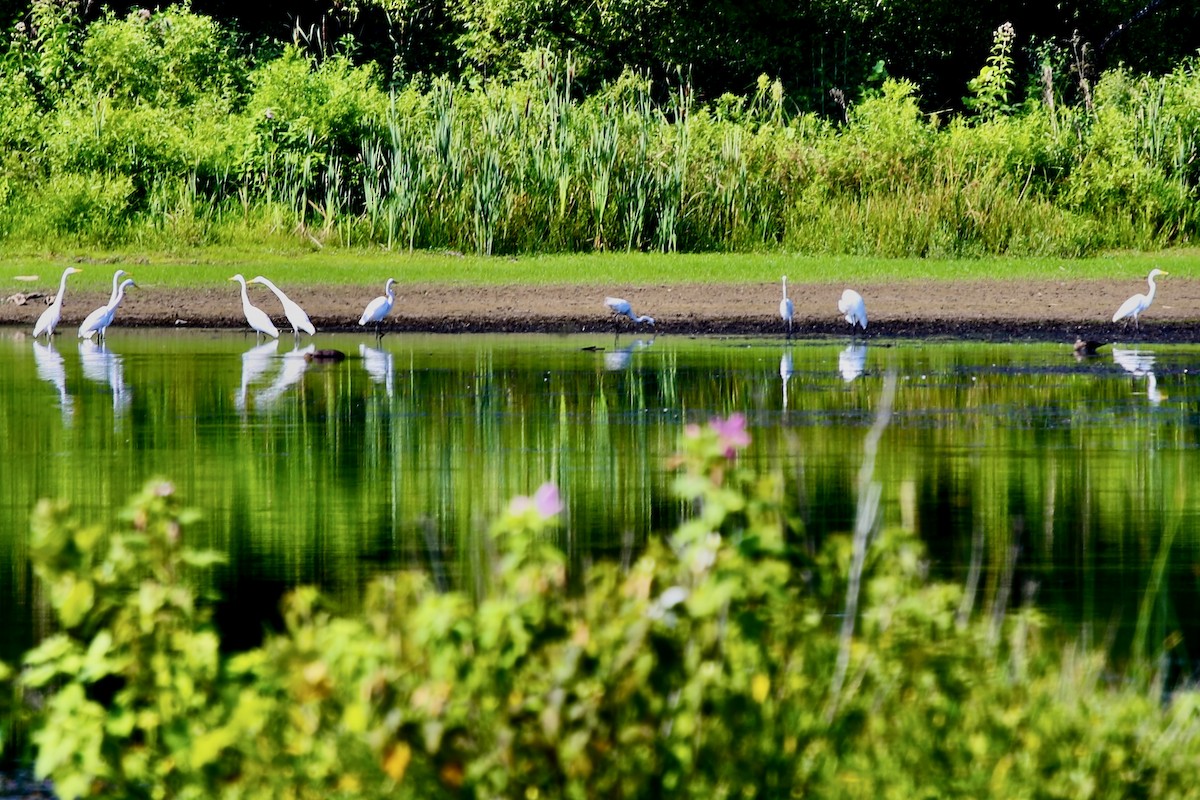 Airone bianco maggiore - ML621483451