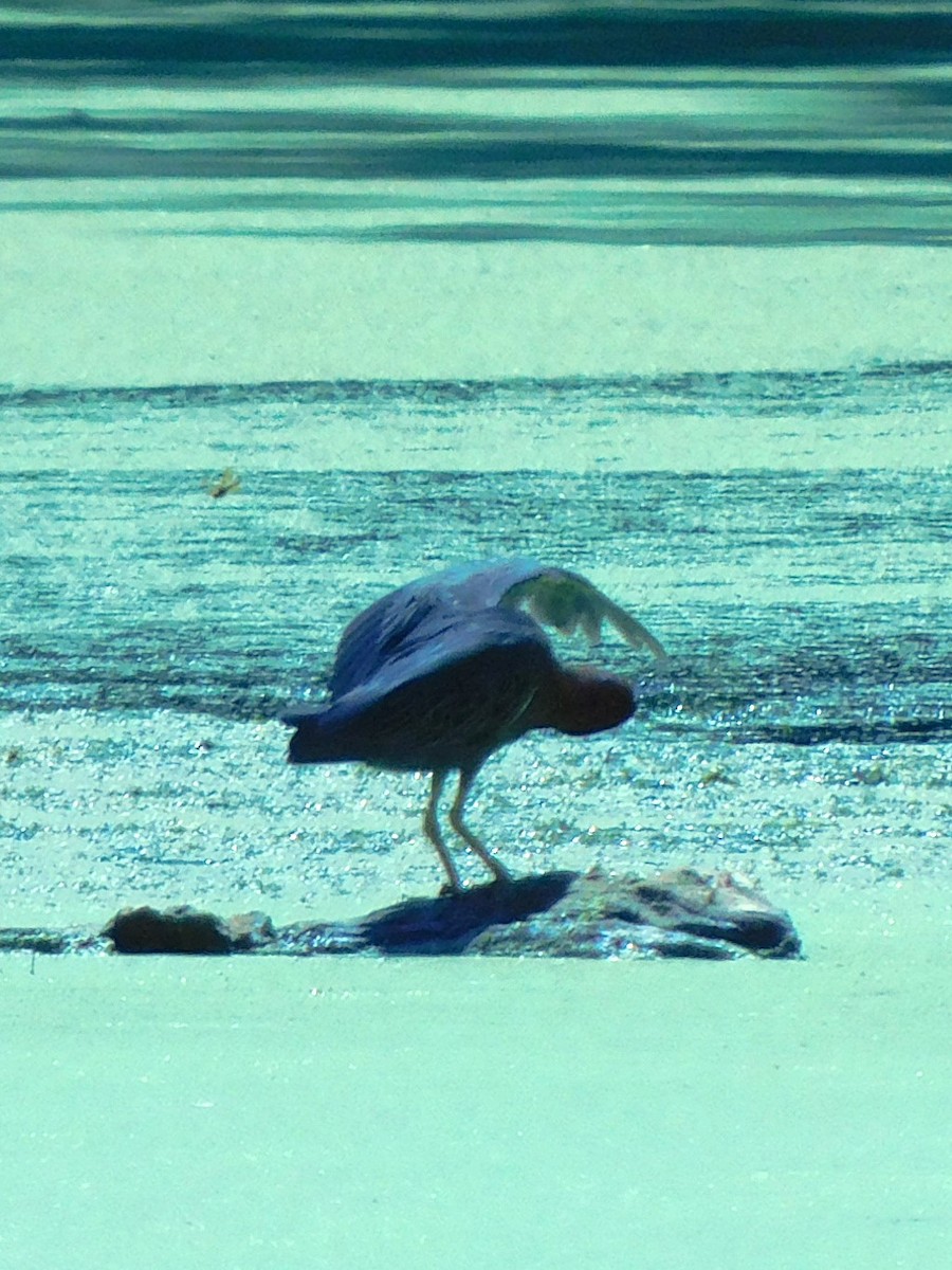 Green Heron - ML621483563