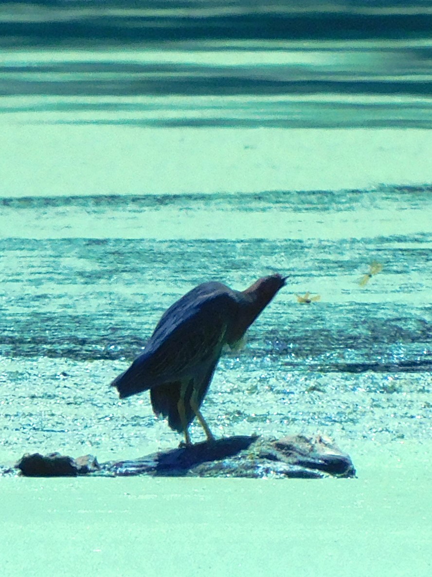 Green Heron - ML621483564