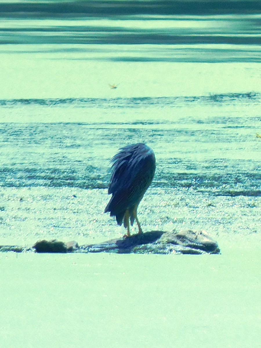 Green Heron - ML621483565