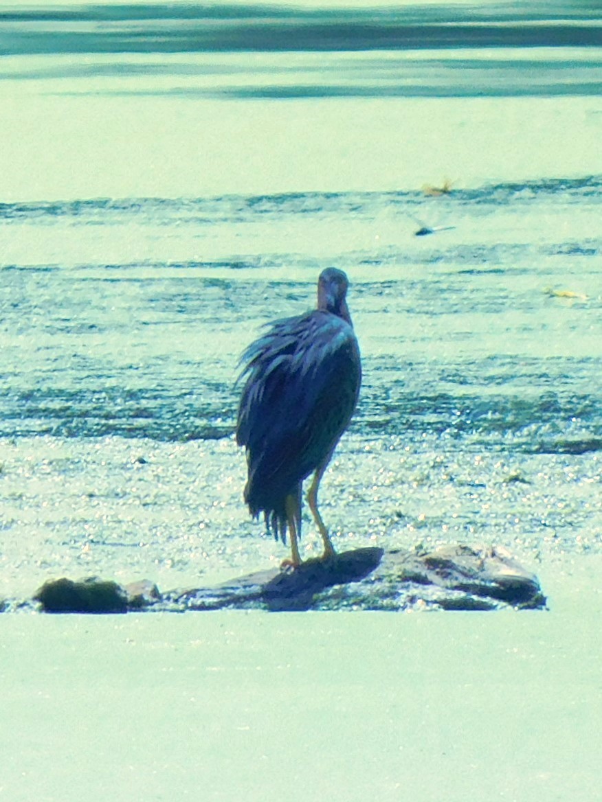 Green Heron - ML621483566