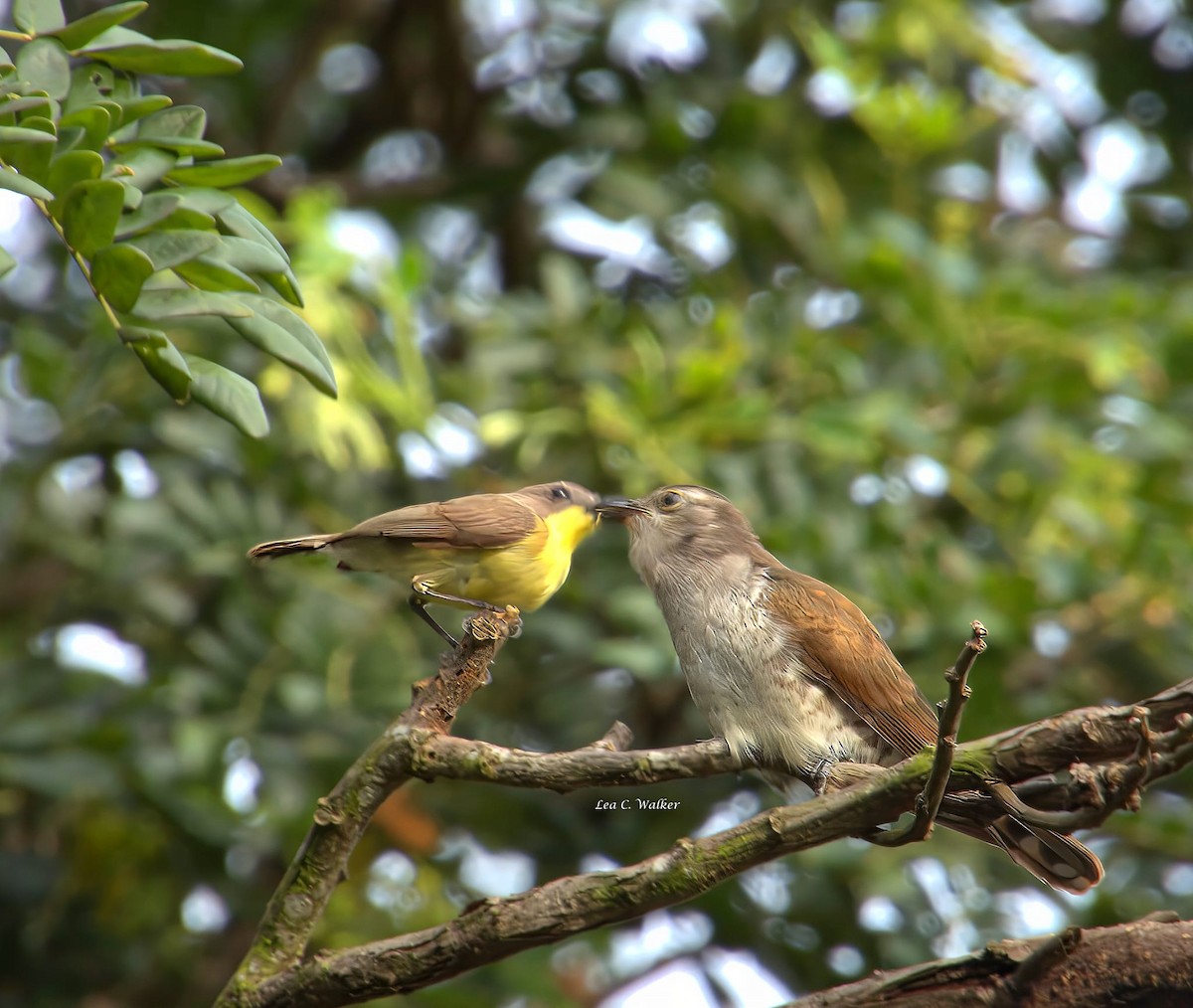 Little Bronze-Cuckoo - ML621483717
