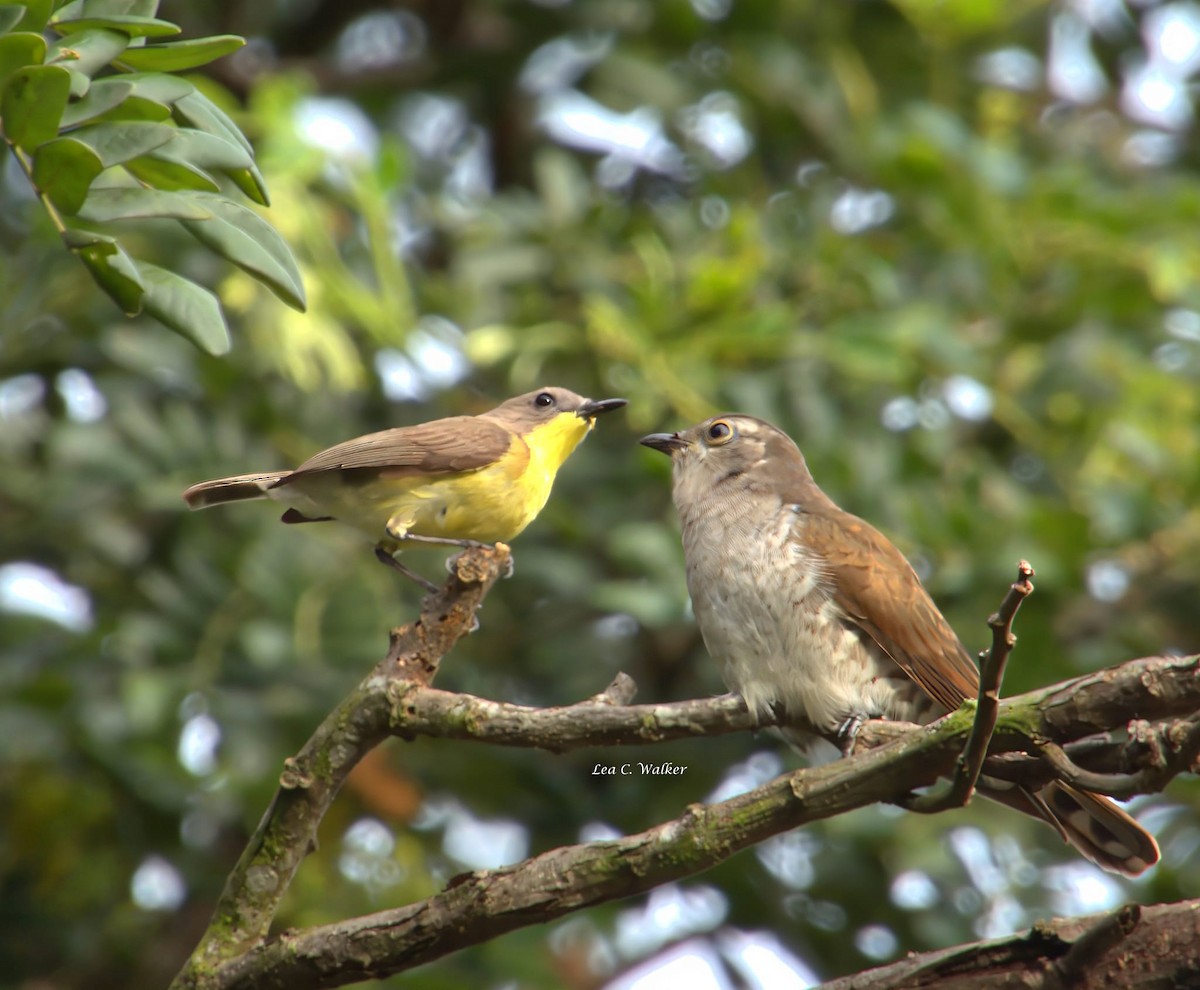 Little Bronze-Cuckoo - ML621483718