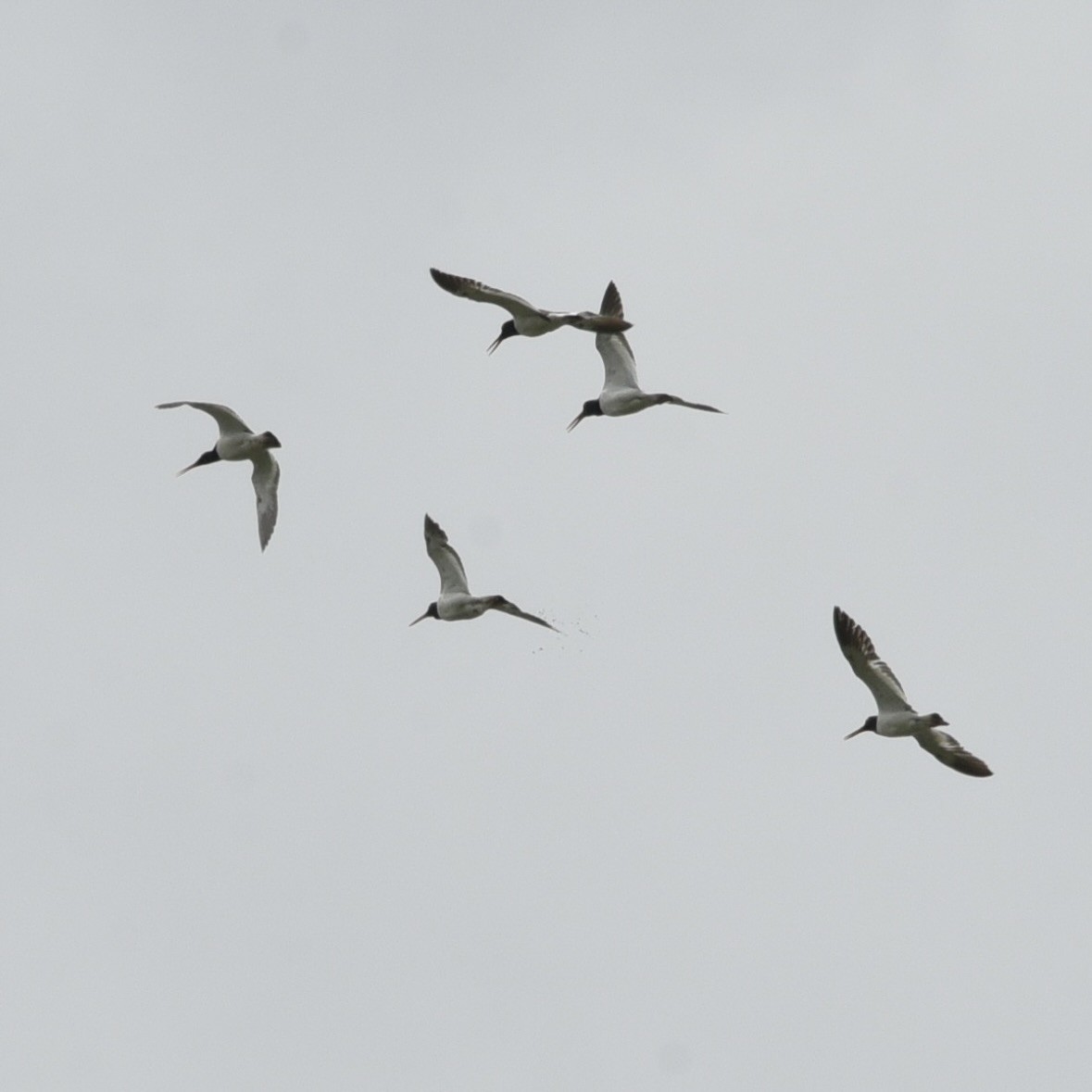 American Oystercatcher - ML621483815