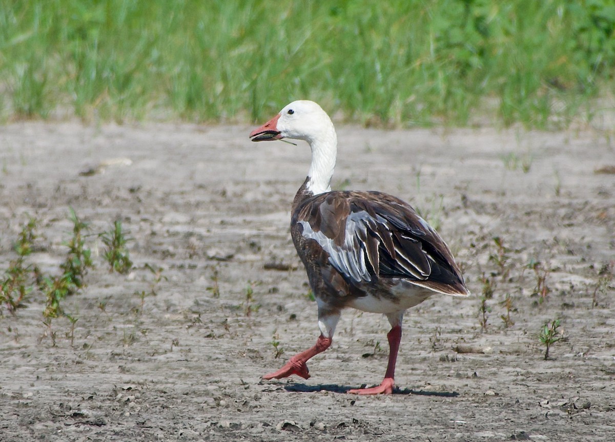 Snow Goose - ML621483837