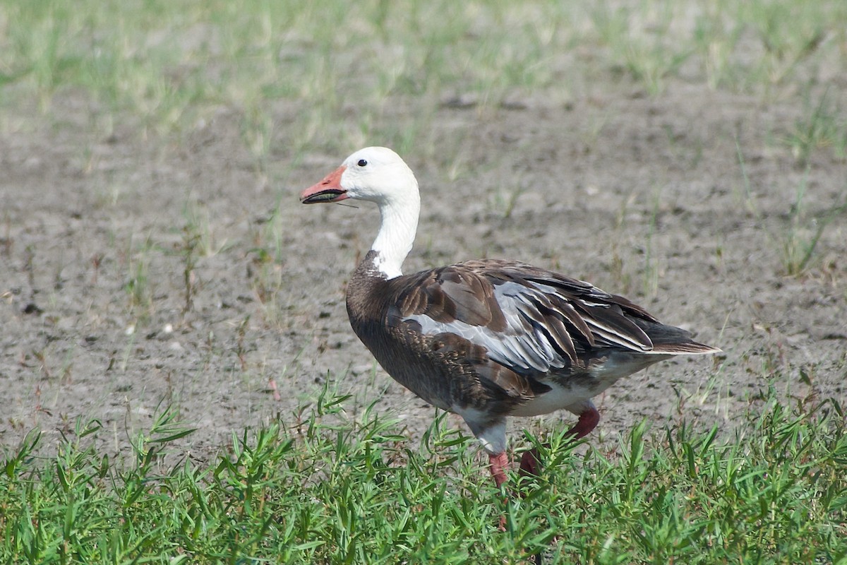 Snow Goose - ML621483839