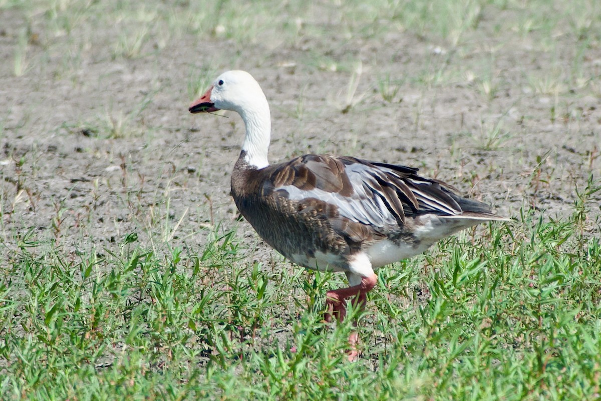 Snow Goose - ML621483840