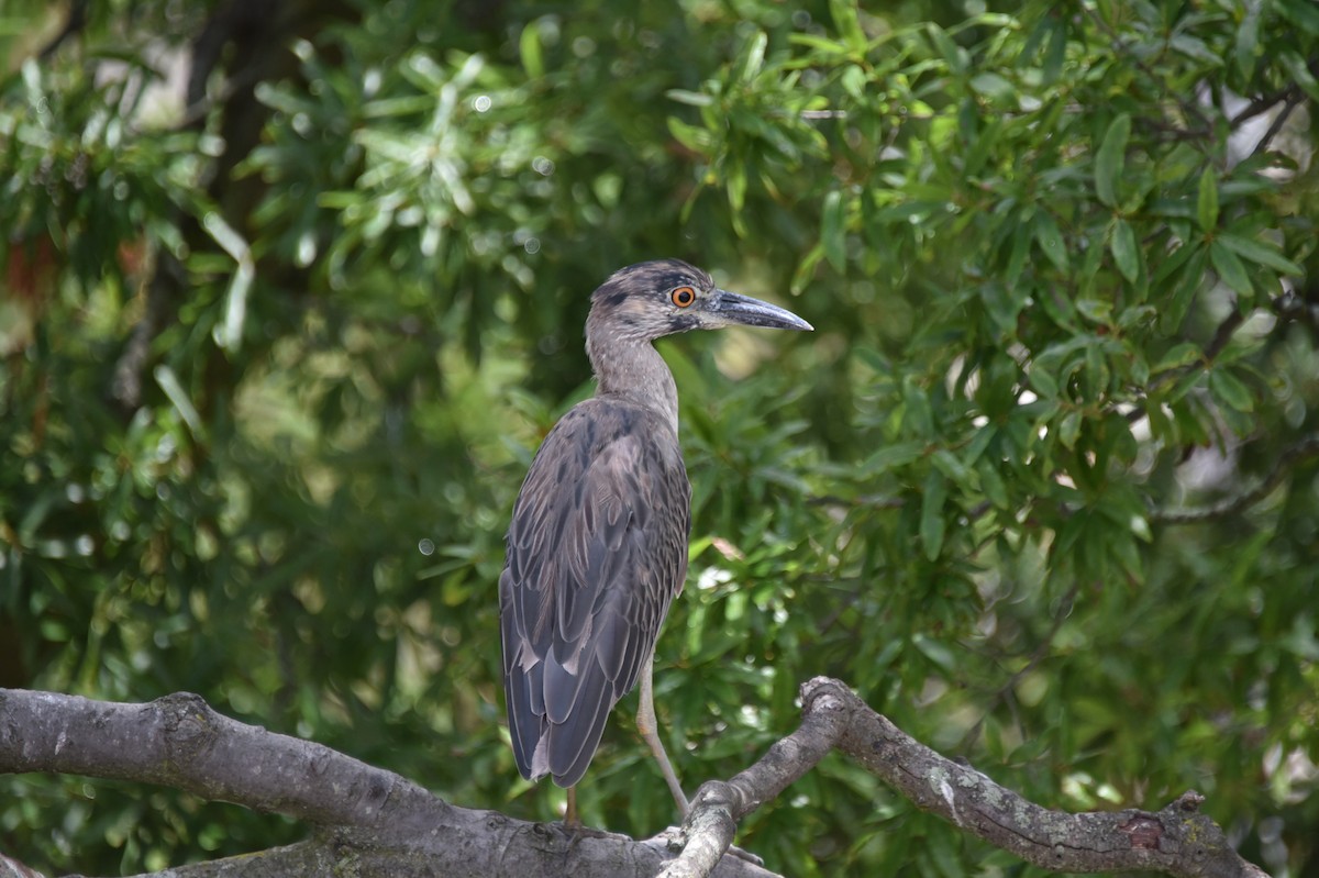 Yellow-crowned Night Heron - ML621483847