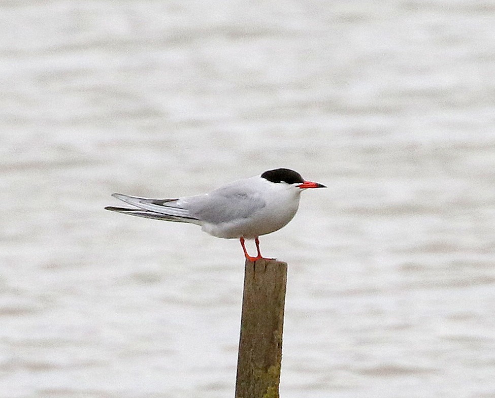 Common Tern - ML621483848