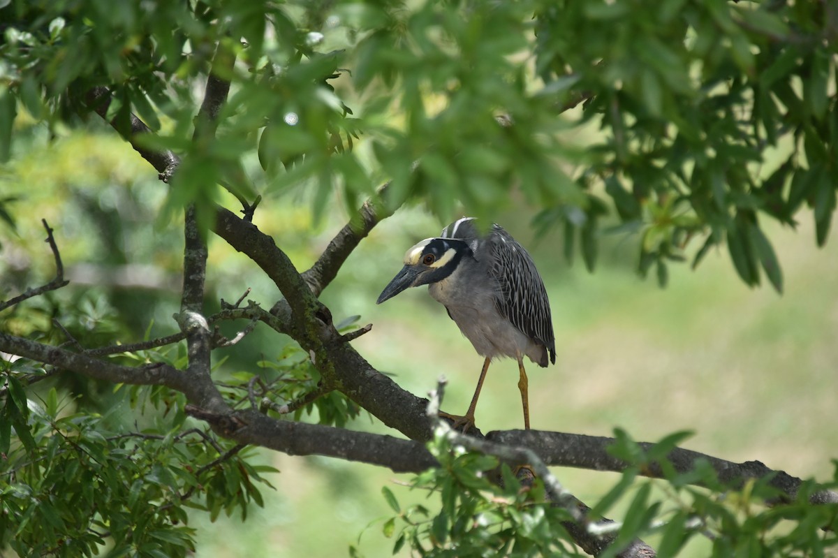 Yellow-crowned Night Heron - ML621483851