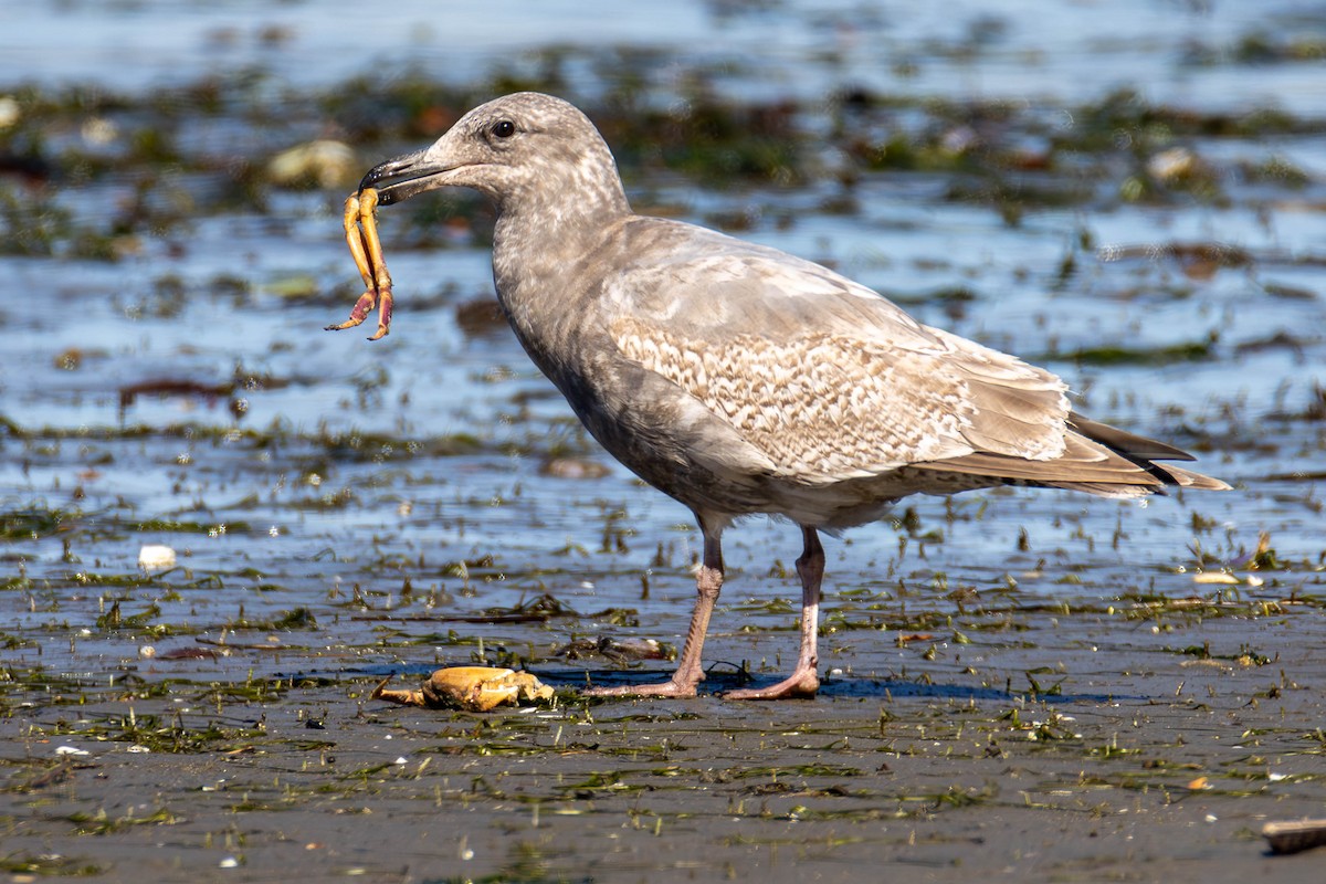 Larus, unbestimmt - ML621483854