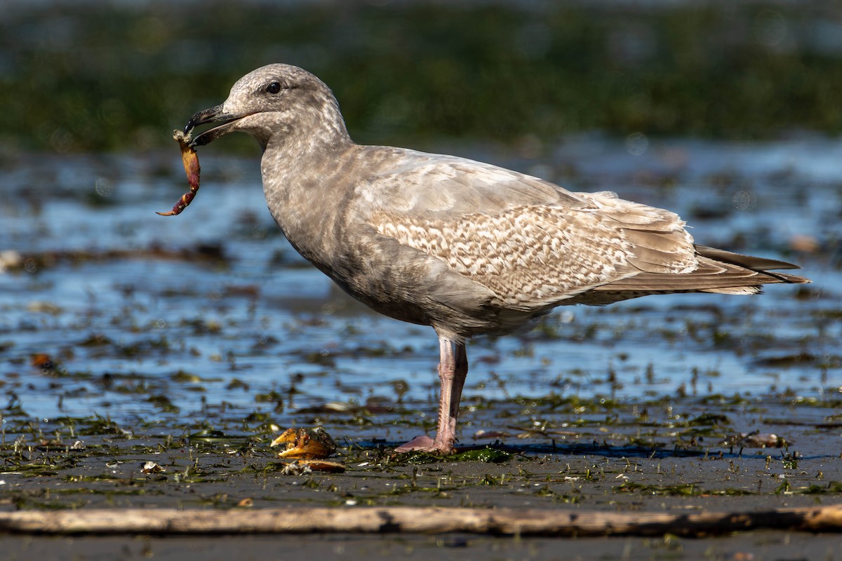 Larus, unbestimmt - ML621483859