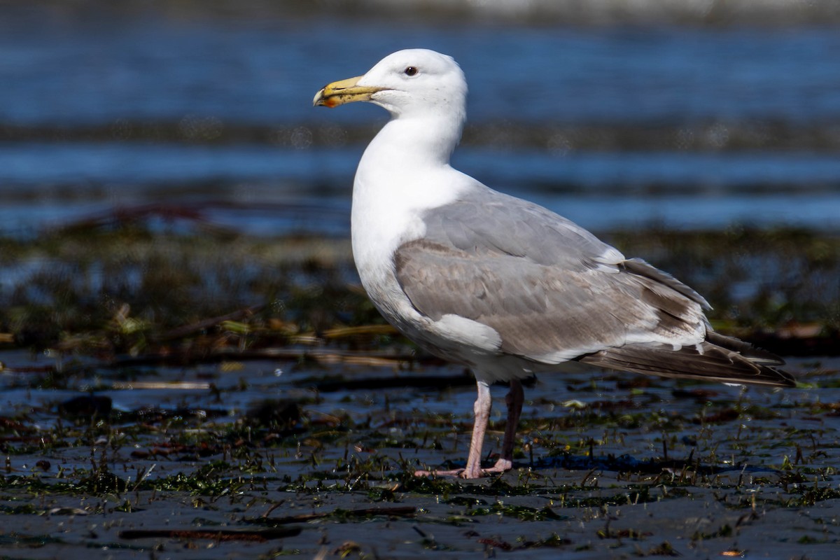 Western x Glaucous-winged Gull (hybrid) - James Davis