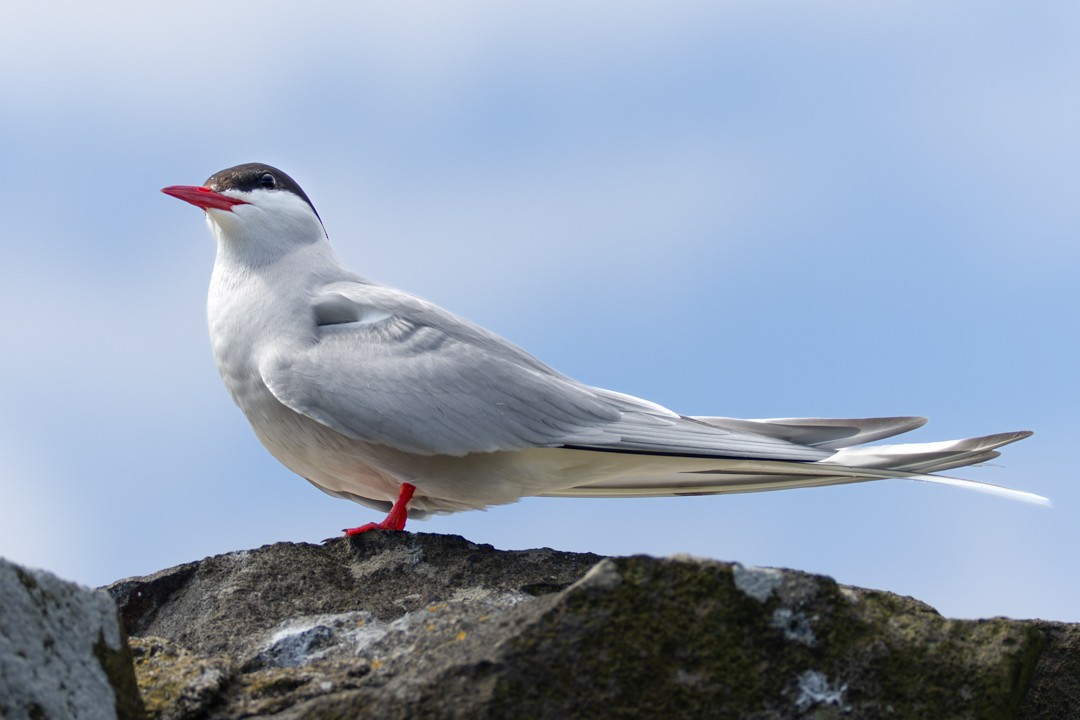 Arctic Tern - Enrico Legaspi