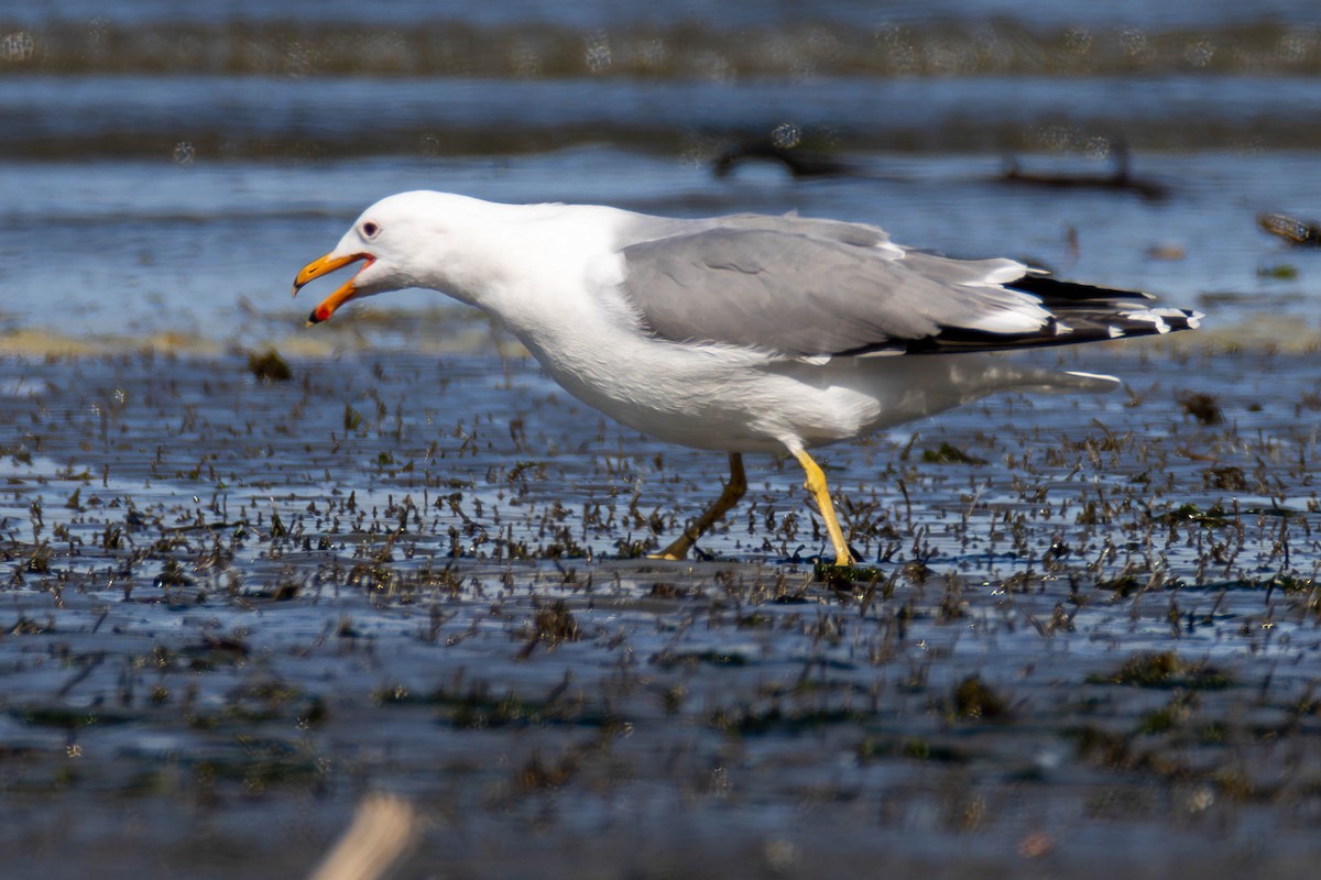 California Gull - James Davis