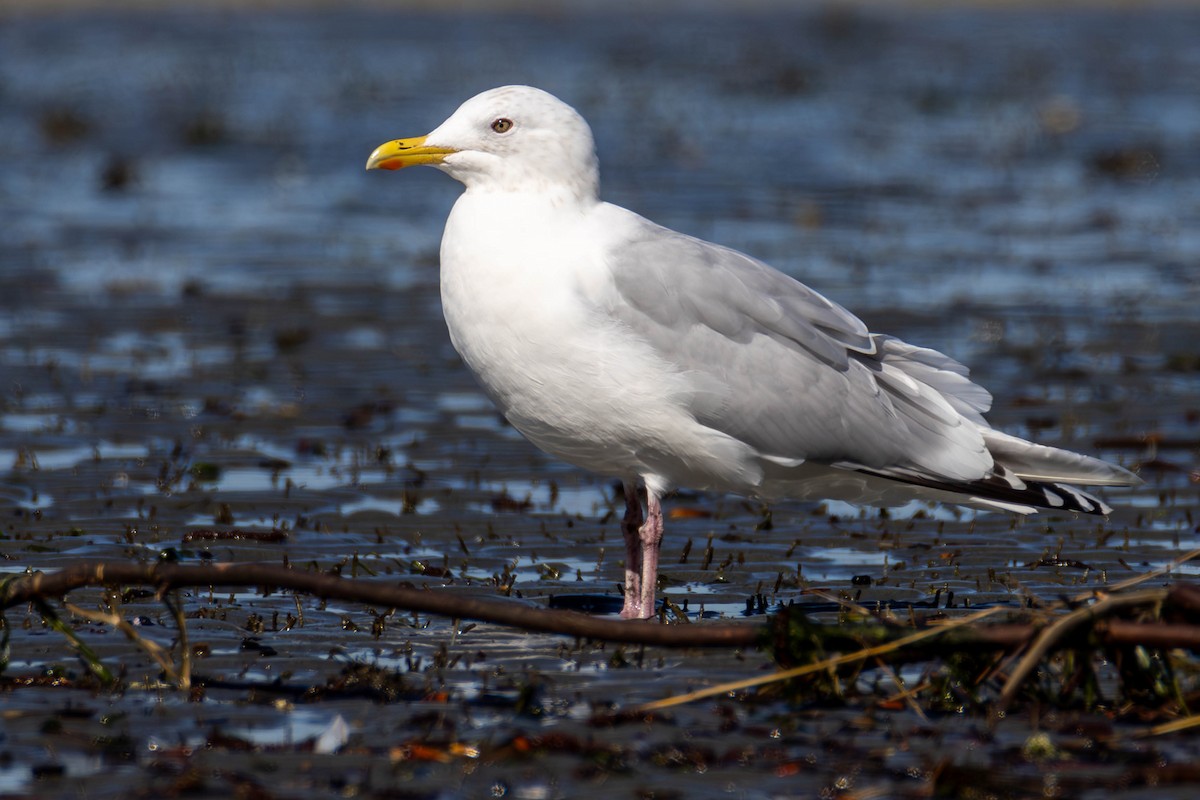 Iceland Gull - ML621483896