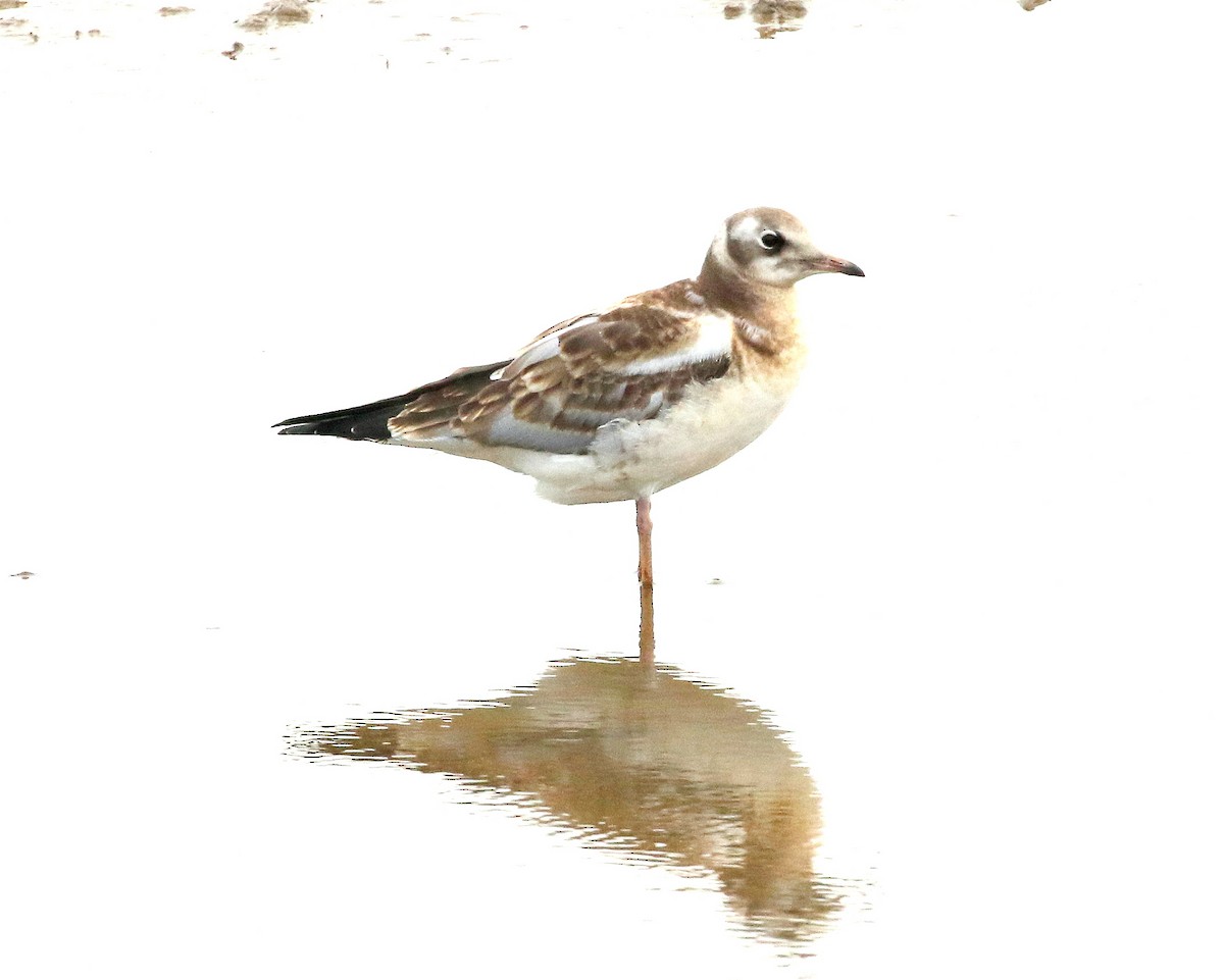 Black-headed Gull - ML621483975