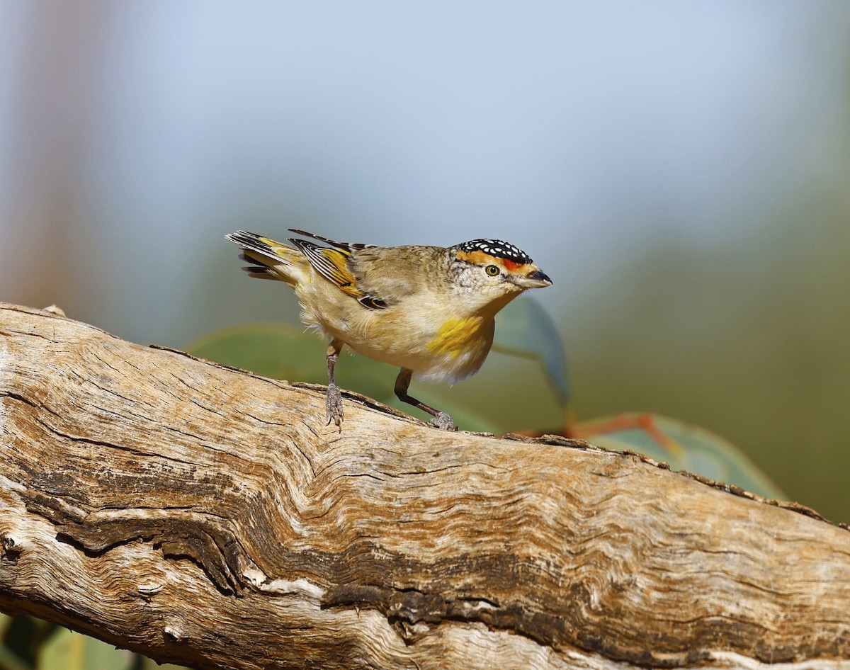 Red-browed Pardalote - ML621483998