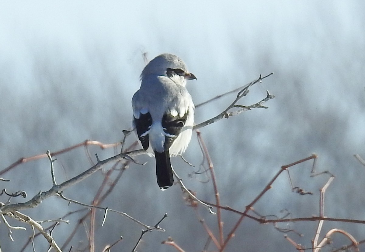 Northern Shrike - ML621484001