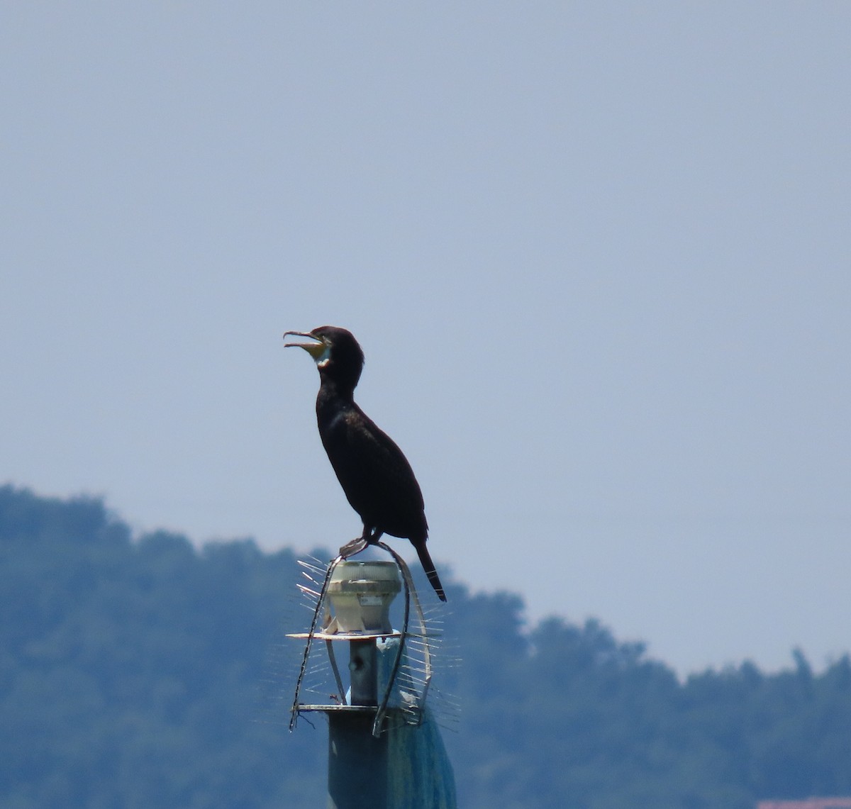 Great Cormorant - ML621484051