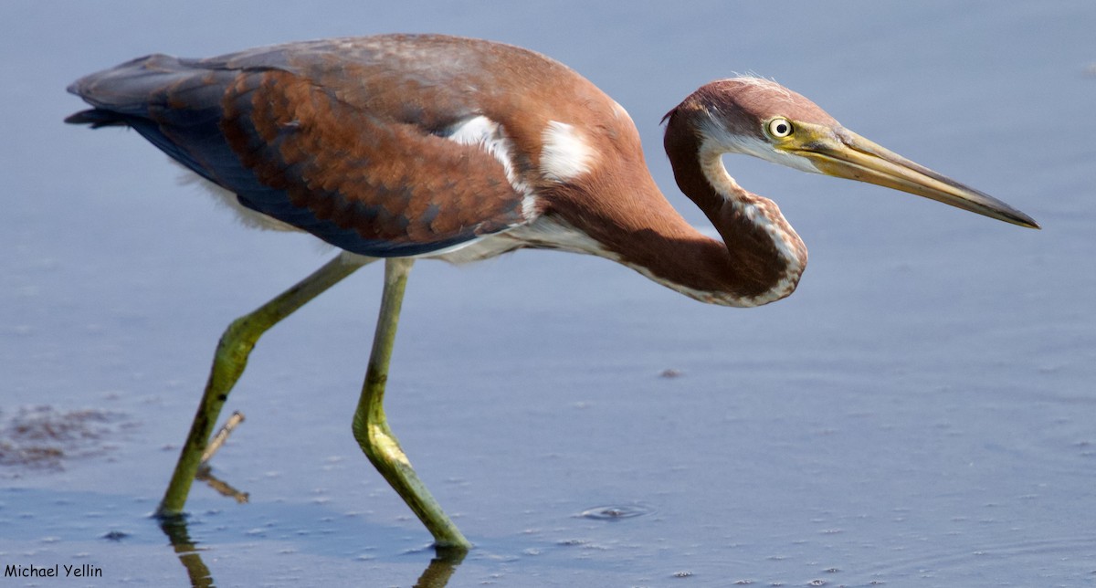 Tricolored Heron - ML621484087