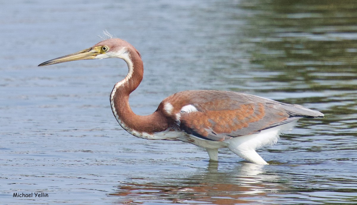 Tricolored Heron - ML621484090