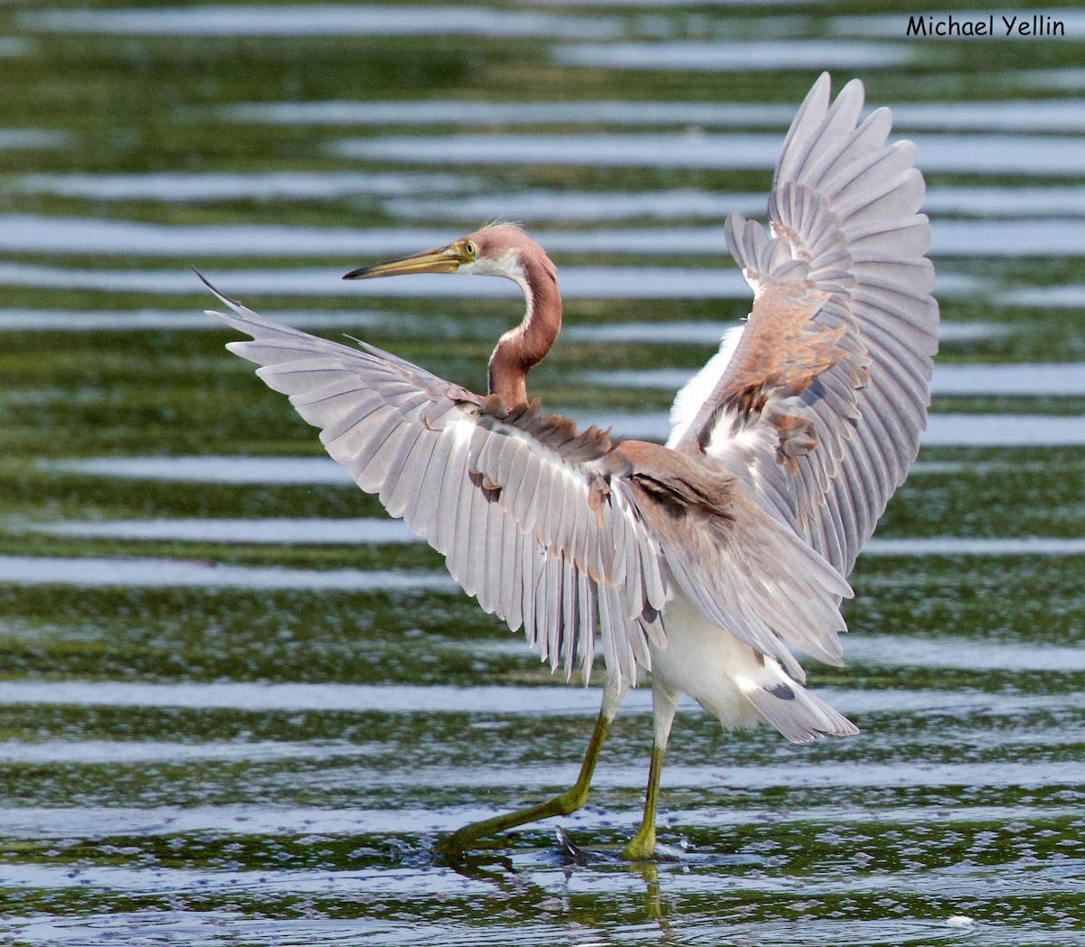 Tricolored Heron - ML621484095