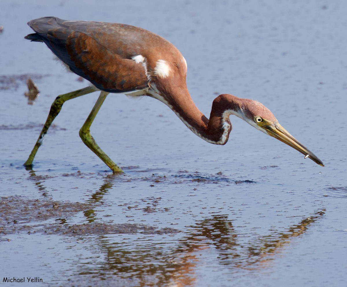 Tricolored Heron - ML621484099