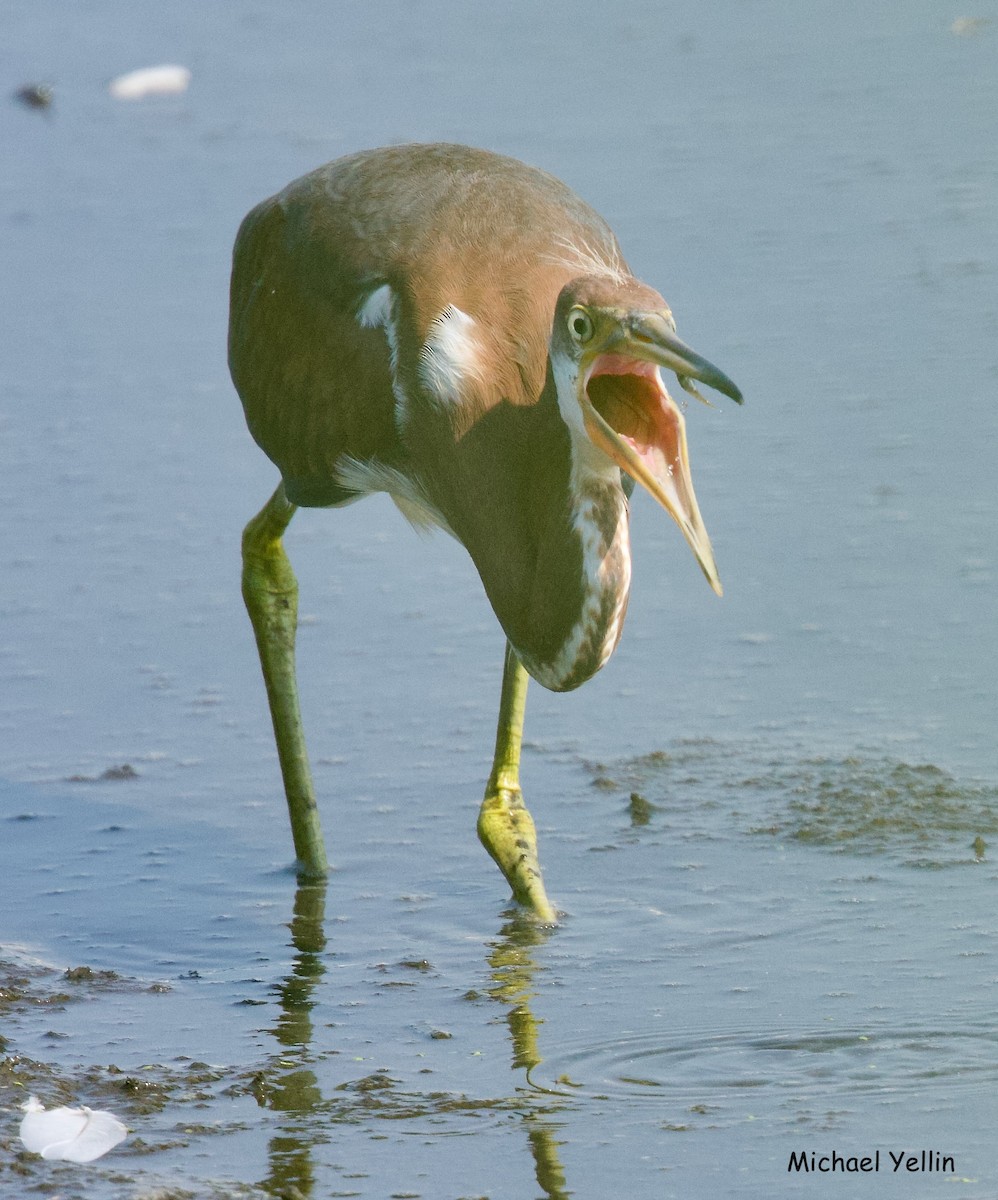 Tricolored Heron - ML621484103