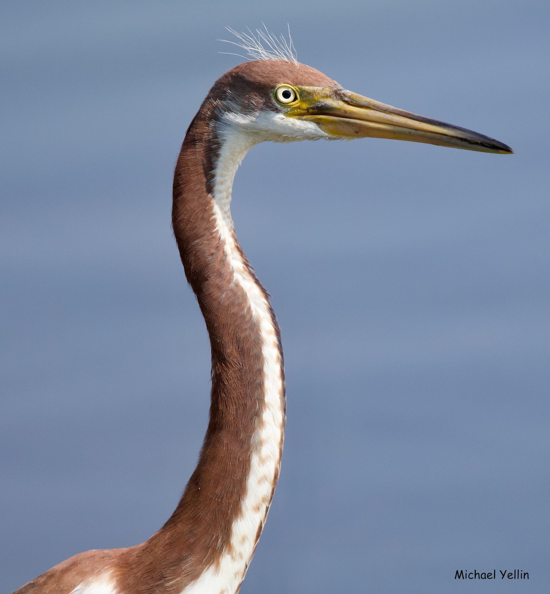 Tricolored Heron - ML621484111