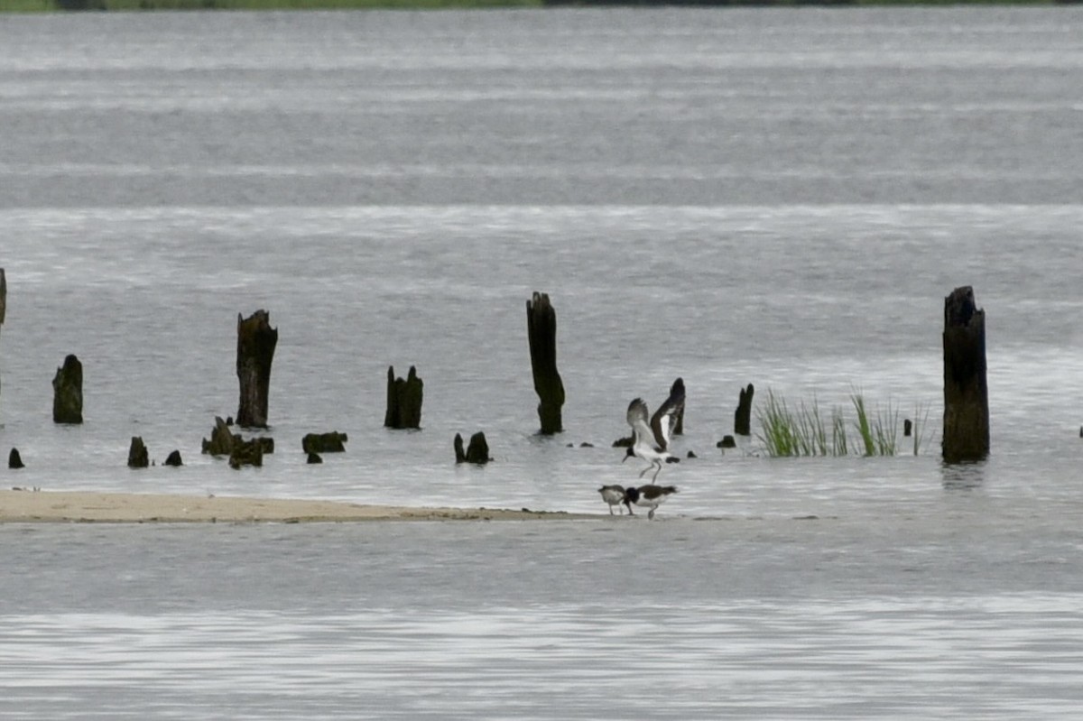 American Oystercatcher - ML621484172
