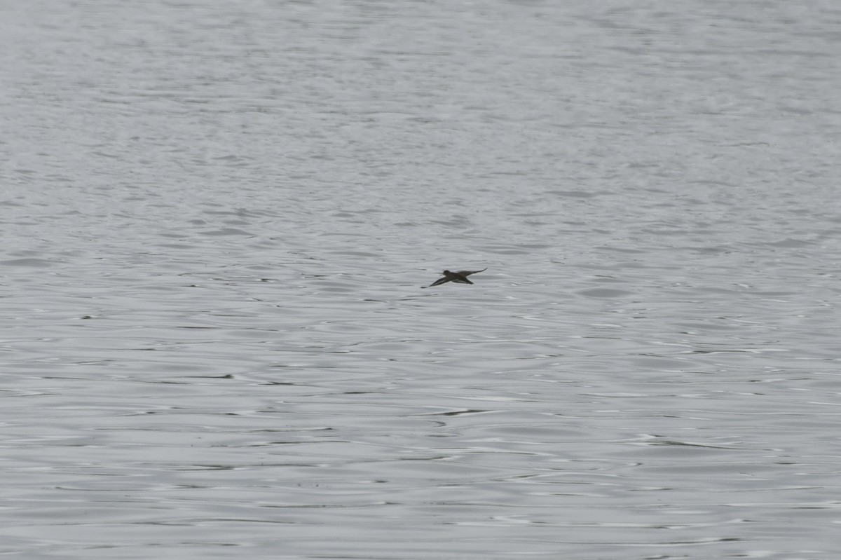 Spotted Sandpiper - ML621484211