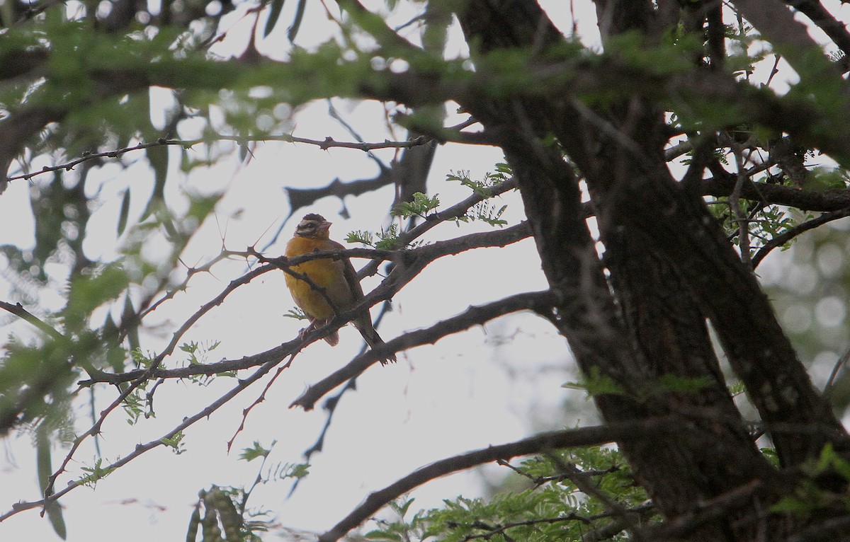 Golden-breasted Bunting - ML621484260