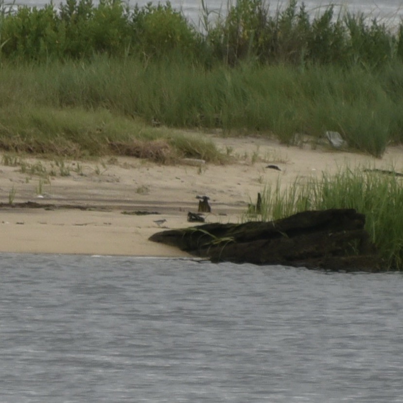 Least Sandpiper - ML621484293