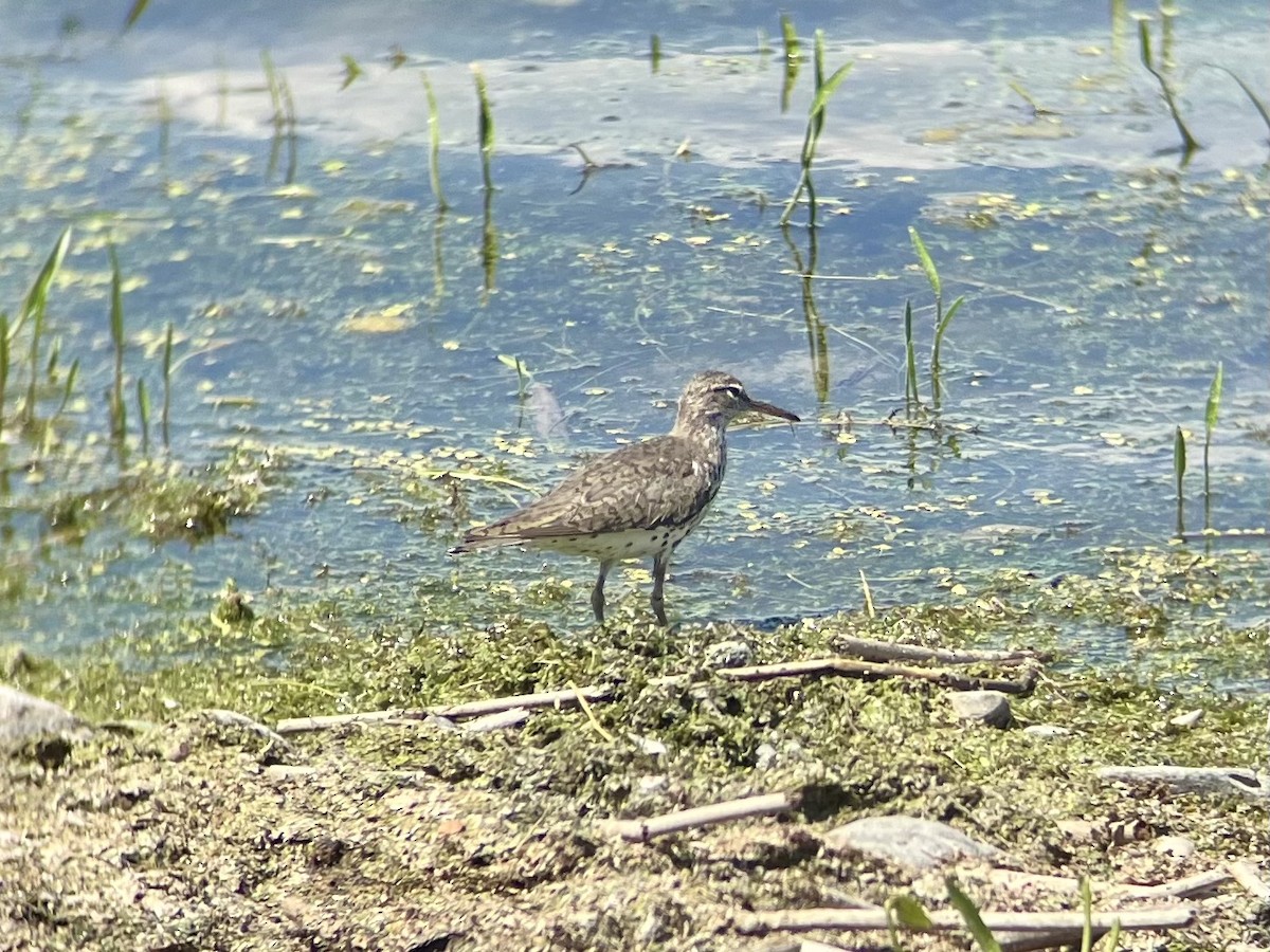 Spotted Sandpiper - ML621484380
