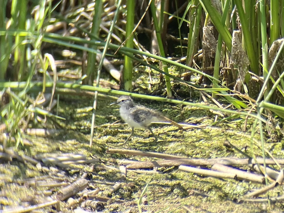 Spotted Sandpiper - ML621484381