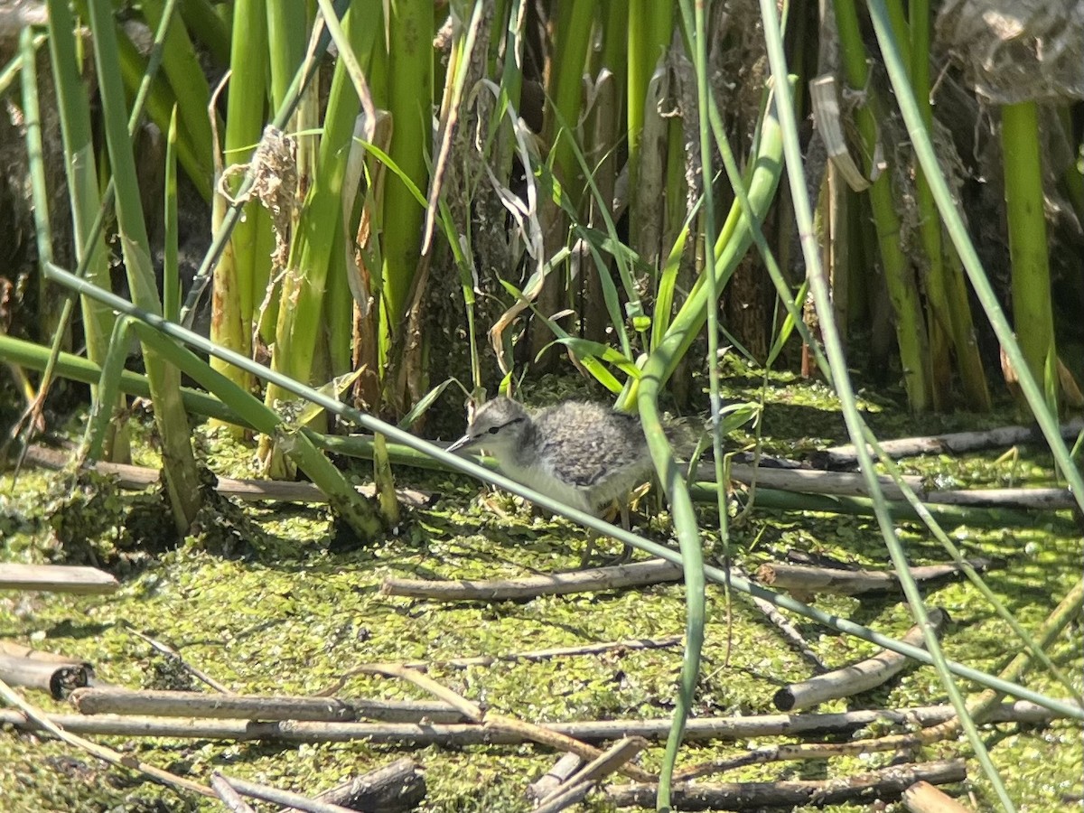 Spotted Sandpiper - ML621484382