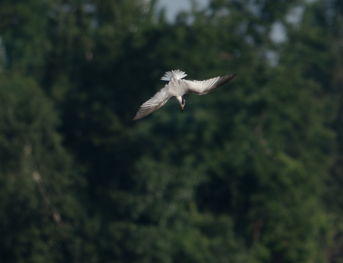 Least Tern - ML621484388