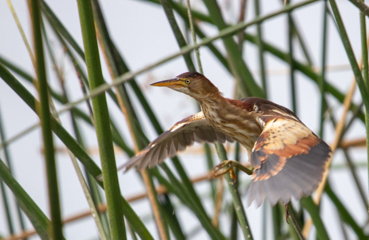 eBird Checklist - 14 Jul 2024 - Ken Malloy Harbor Regional Park - 53 ...